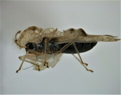 Corythucha floridana