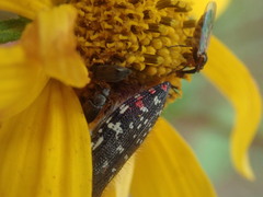 Acmaeodera rubronotata