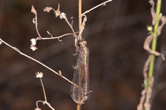 Ascalohybris subjacens