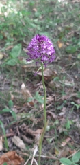 Anacamptis pyramidalis