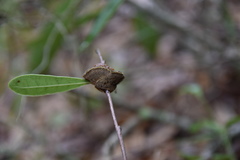 Phylloporia amplectens