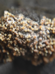 Nectriaceae