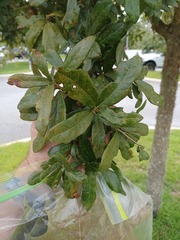 Corythucha floridana