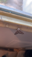Apamea monoglypha
