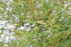 Prosopis juliflora