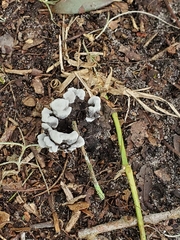 Phellodon niger