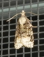 Platynota exasperatana