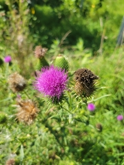 Cirsium vulgare