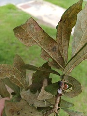 Corythucha floridana