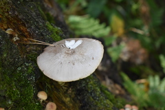 Pluteus petasatus