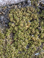 Tortella tortuosa