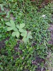 Peucedanum japonicum