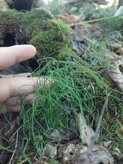 Equisetum scirpoides
