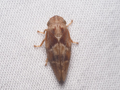 Aphrophora