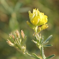 Medicago prostrata