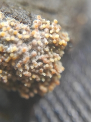 Nectriaceae