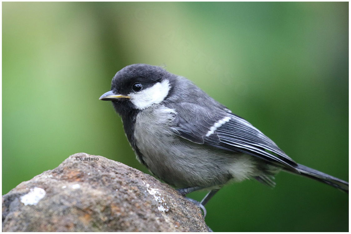 Cinereous Tit (Parus cinereus) · iNaturalist