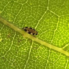 Coniopterygidae