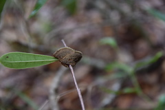 Phylloporia amplectens