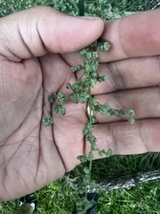 Chenopodium album