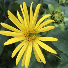 Silphium asteriscus trifoliatum