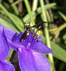 Ocyptamus fuscipennis