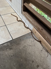 Pantherophis alleghaniensis