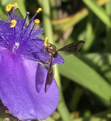 Ocyptamus fuscipennis