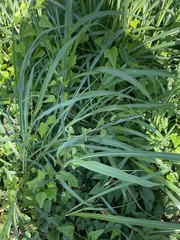 Lactuca serriola