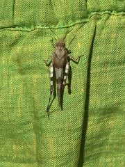 Oedipoda