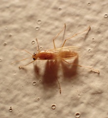 Camponotus hannani