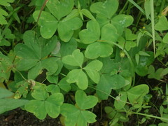 Oxalis alpina