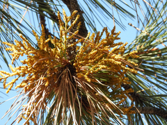 Arceuthobium campylopodum