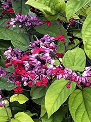 Clerodendrum