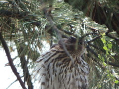 Accipiter cooperii