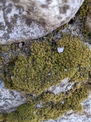 Tortella tortuosa