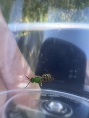 Agapostemon