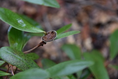 Phylloporia amplectens