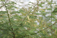 Prosopis juliflora