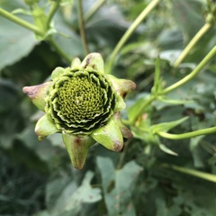 Silphium asteriscus trifoliatum