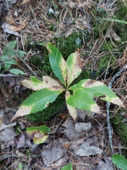 Lysimachia borealis