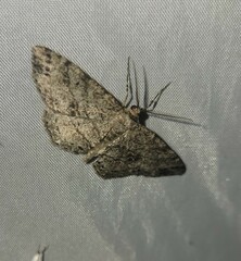 Melanolophia canadaria