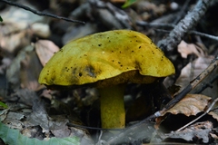 Retiboletus