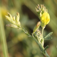 Medicago prostrata