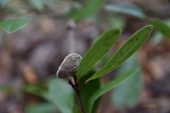 Phylloporia amplectens