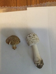 Amanita cokeri