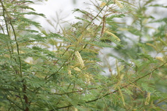 Prosopis juliflora