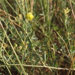Medicago prostrata