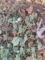 Malva neglecta