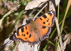 Nymphalis xanthomelas